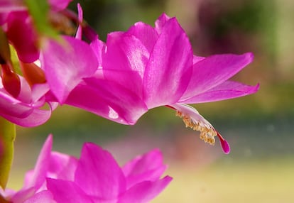 La compleja estructura de las flores del cactus de Navidad son especialmente llamativas.