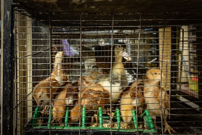 Venta de animales en el mercado de Sonora