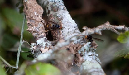 Ejemplar de una avispa asi&aacute;tica del nido que estaba oculto tras la maleza. 