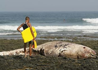Un surfista contempla el cadáver del tercer zifio muerto, varado la playa de Majanicho, en Fuerteventura.
/ REUTERS