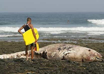 Un surfista contempla el cadáver del tercer zifio muerto, varado la playa de Majanicho, en Fuerteventura. 

/ REUTERS