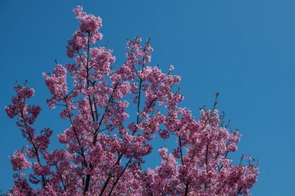 La llegada oficial de la primavera a la capital estaba en portada de los medios japoneses y las compañías de previsiones meteorológicas multiplicaban las previsiones para las demás grandes ciudades del país. En la foto, detalle de la floración del cerezo en el parque Chidorigafuchi de Tokio (Japón), el 25 de marzo de 2018.