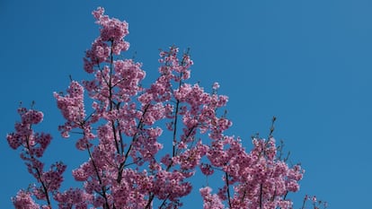 Cerezos en flor en un parque de Tokio.