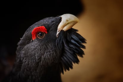 Ejemplar de urogallo, otra de las especies en peligro.