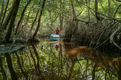 Una canoa avanza por los manglares de Celestún, Yucatán, el 9 de febrero de 2023.