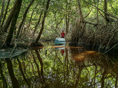 Una canoa avanza por los manglares de Celestún, Yucatán, el 9 de febrero de 2023.