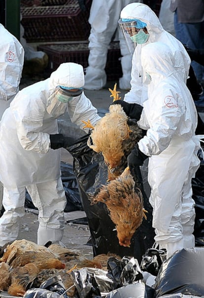 Trabajadores de Sanidad reúnen pollos para sacrificarlos en un mercado mayorista en la ex colonia británica en 2008.