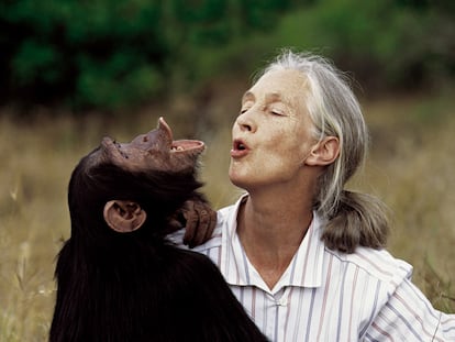 La vida de Jane Goodall dedicada al estudio de los chimpancés, en imágenes