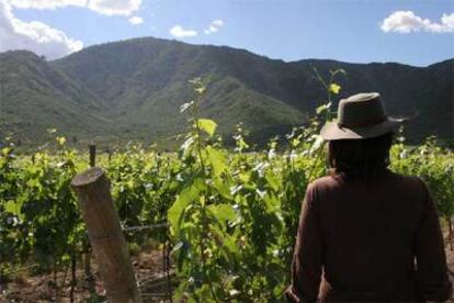 Viñedos Orgánicos Emiliana, en Colchagua. En esta finca, las gallinas, ocas  y pavos se encargan de abonar la tierra de las vides.