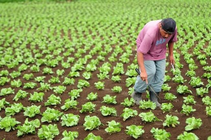 Un agricultor trabaja en su plantación en Guatemala.
