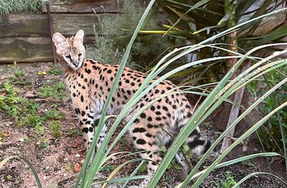 Capturado en Barcelona un gato salvaje de África tras entrar en una vivienda y atacar a dos mascotas