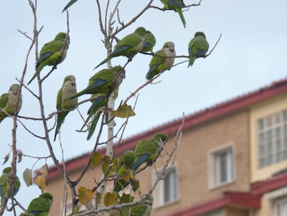 Un grupo de cotorras argentinas en un parque de Málaga.