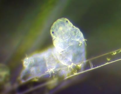 Una micrografía de luz de un tardígrado.