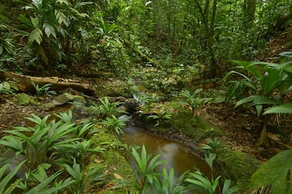 Los naturalistas estudiaron las plantas con flores y frutos. Identificaron 183 especies de 68 familias. Registraron 14 especies amenazadas y 10 plantas que están en la lista roja de la Unión Internacional para la Conservación de la Naturaleza (UICN). La palmera 'Reinhardtia gracilis', y el helecho 'Adiantum pulverulentum' están en peligro de extinción. Hay seis especies documentadas que son raras en la Mosquitia y 20 especies con poca presencia en América Latina.