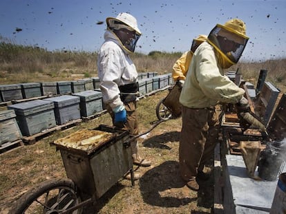 Tareas de recolección de la miel en la desembocadura del Río Mijares en Castellón  
 