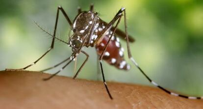 Hembra del mosquito portador del virus Chikungunya y la malaria.
