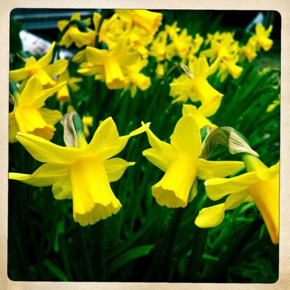 Narciso, 'Narcissus spp.', planta bulbosa, 24 de marzo.