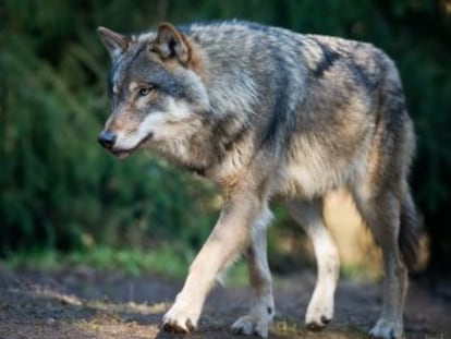 El cazador, que se dio a la fuga con el coche tras matar al animal, ha sido detenido por la policía