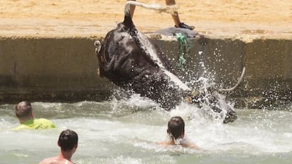 A bull ends up in the sea during Dénia's local summer festivities.