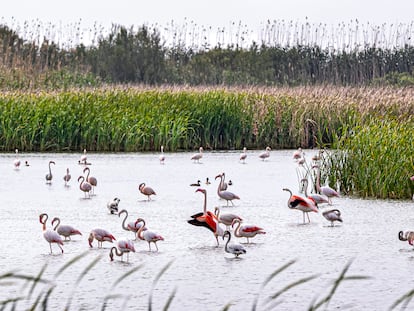 El pasado año fue el mayor año de avistamiento de aves en l'Albufera y entre ellos flamencos procedentes de Doñana. En la imagen, El Tancat de la Pipa.