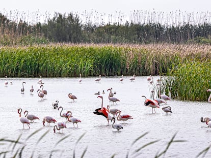 Aves en el parque natural de l'Albufera, en Valencia.