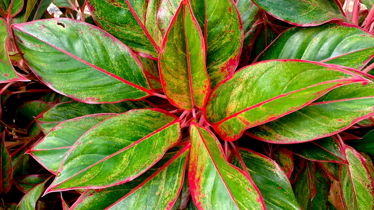 Aglaonema: así es la planta de interior que resiste a cualquier desmán de su cuidador