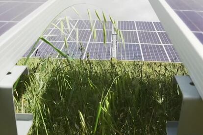 Paneles solares de Iberdrola, en una imagen de archivo.