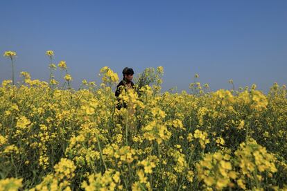 Un agricultor se encuentra en medio de un campo de mostaza en las afueras de Peshawar (Pakistán).