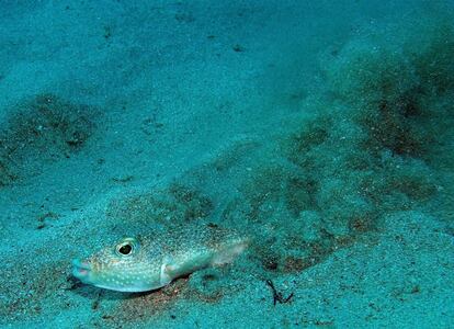 El macho de la especie 'Torquigener albomaculosus', en plena faena para construir un nido circular y geométrico con el que atraer a las hembras. Los nidos, que solo se utilizan una vez, protegen los huevos de las corrientes marinas y de los depredadores.