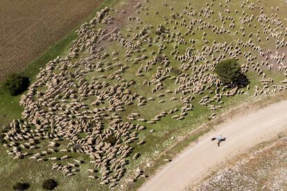 El rebaño de ovejas de los pastores en el último día de la trashumancia, en Jaén.