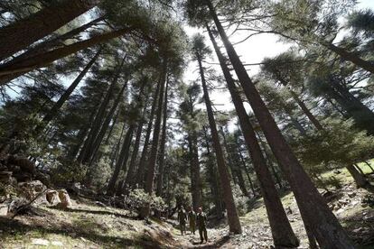 Bosque de cedros en Marruecos. Esta especie está amenzada por el cambio climático.