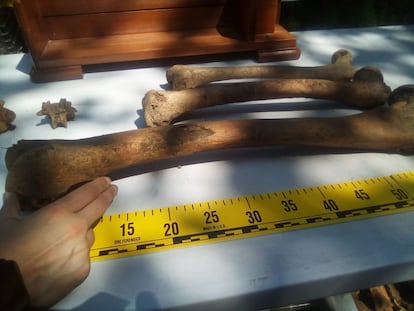 Restos óseos de Mikel Joakin Elezegi Ateaga, el gigante de Altzo, junto con otros de tamaño medio.