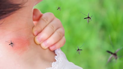 El cuello de una persona siendo picado por un mosquito.