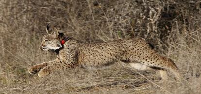 Un lince ibérico es liberado en Córdoba.