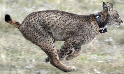 Lince ibérico en la sierra de Cardeña.