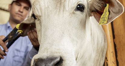 Con las temperaturas globales en aumento y la deforestación y la degradación del suelo amenazando los ecosistemas, el enfoque innovador del rancho hacia la ganadería ofrece esperanza para un futuro más sostenible.