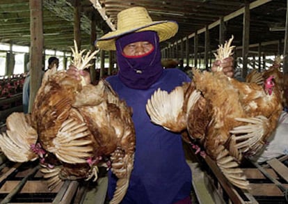 Una granjera lleva pollos a sacrificar en Song Pinong, Tailandia, para contener el contagio de la gripe aviar.