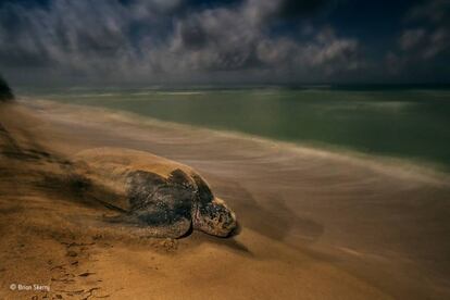 Foto ganadora en la gategoría Reptiles y Anfibios.