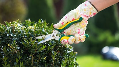 Ideal para su uso en huertos y jardines. GETTY IMAGES.