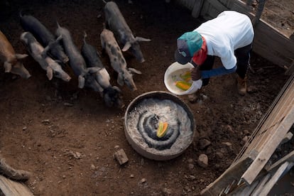 La cría de cerdos es una de las principales actividades ganaderas de los quilombos, así como de la gallina de 'canela preta', una especie única regional con la que se cocina el plato típico de caldo de gallina del quilombo de Tapuio.