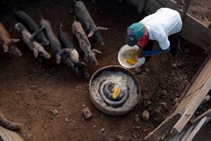 Raising pigs is one of the main livestock activities of the quilombos, along with raising 'canela preta' chickens, a unique regional species used in the typical chicken broth dish of the Tapuio quilombo.