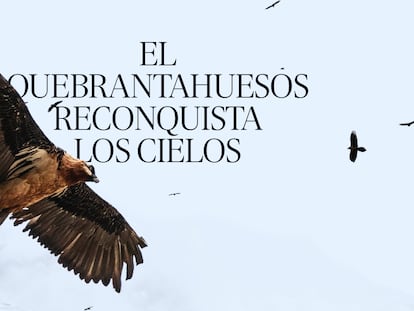 El quebrantahuesos reconquista los cielos 