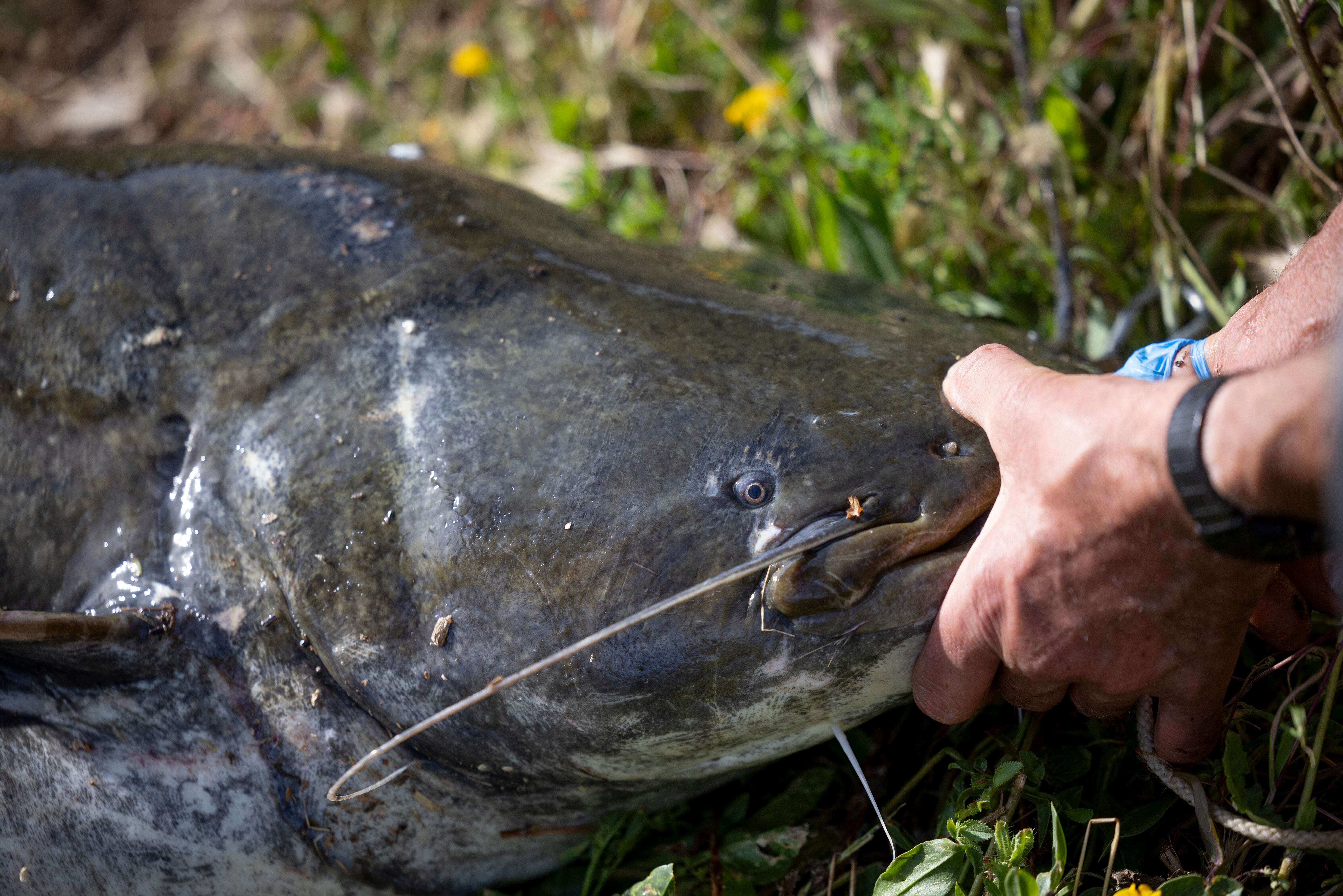 Un pescador sujeta la cabeza de un siluro en el pantano de Iznájar (Córdoba). El pez, que puede medir más de dos metros y pesar más de 100 kilos, tiene una cabeza grande y aplanada y una piel recubierta de mucosa. 