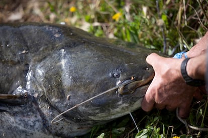 Un ejemplar de siluro pescado el martes pasado en el pantano de Iznájar (Córdoba).