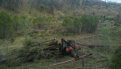 Imagen de la tala de árboles verdes en un pinar de Andilla.