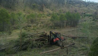 Imagen de la tala de &aacute;rboles verdes en un pinar de Andilla.