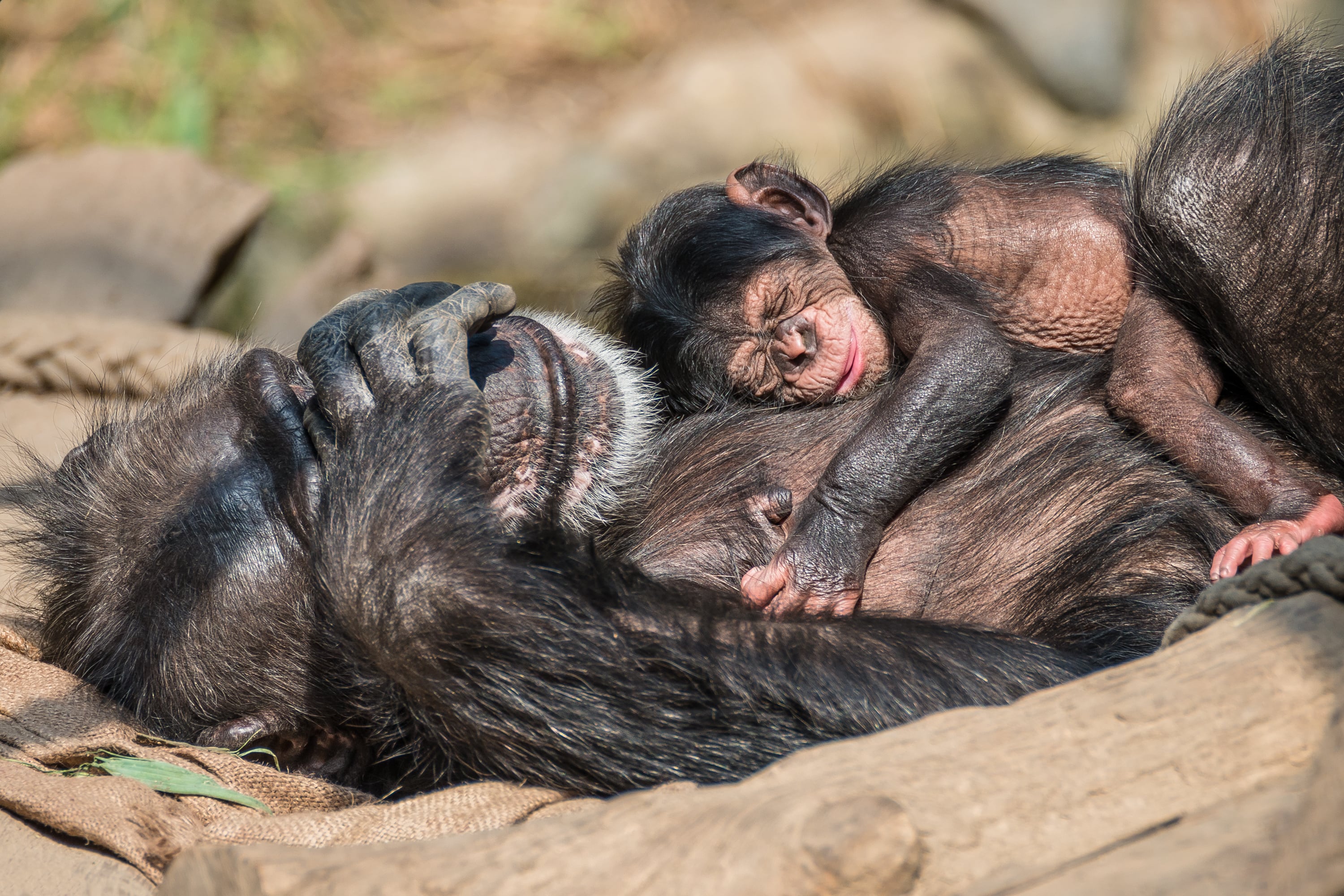 La ovulación oculta humana cuestiona que nuestros antepasados fueran como un chimpancé