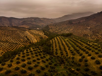 Vista aérea del trabajo de regogida de la aceituna en un olivar ecológico de la S.C.A. San vicente, en Jaén.