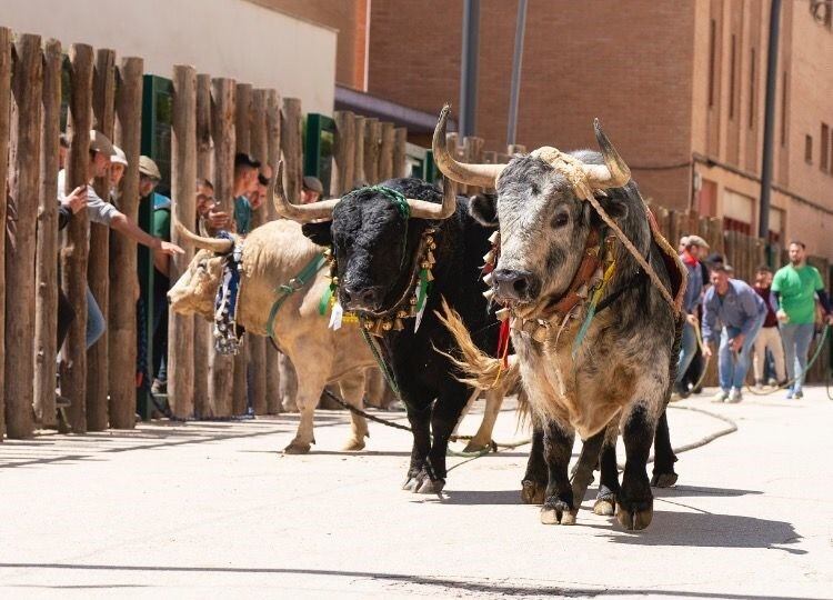 Muere corneado el ganadero Santiago Barrero San Román durante la celebración de los toros ensogados en Beas de Segura (Jaén)