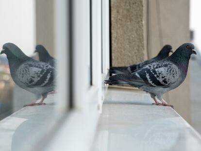 Repele a los pájaros con una cinta reflectante. GETTY IMAGES.